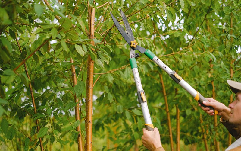 Tree trimming in Silverton, OR